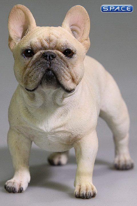 1/6 Scale beige French Bulldog
