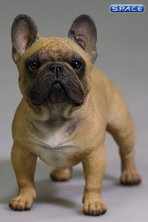 1/6 Scale brown French Bulldog