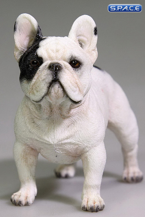 1/6 Scale white French Bulldog