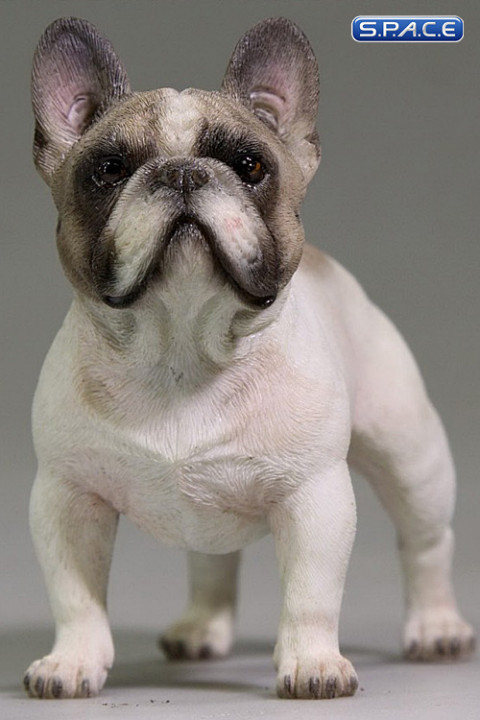 1/6 Scale tabby French Bulldog