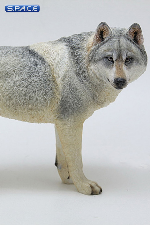 1/6 Scale grey Wolf