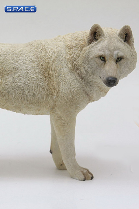 1/6 Scale white Wolf