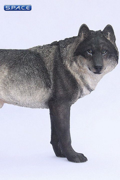 1/6 Scale black Wolf
