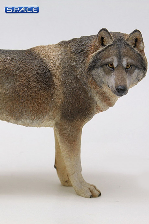 1/6 Scale brown Wolf
