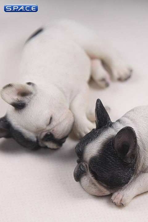 1/6 Scale white French Baby Bulldogs