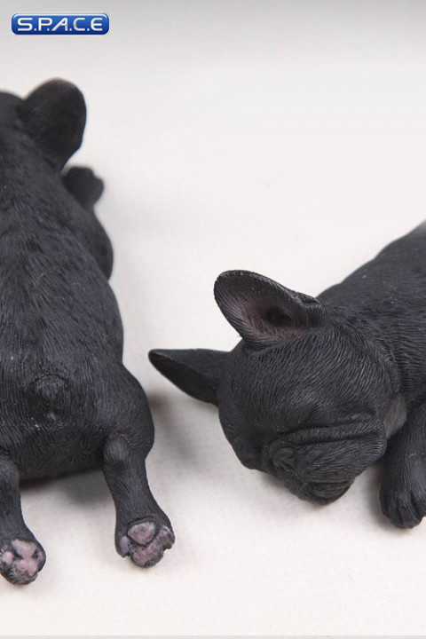 1/6 Scale black French Baby Bulldogs