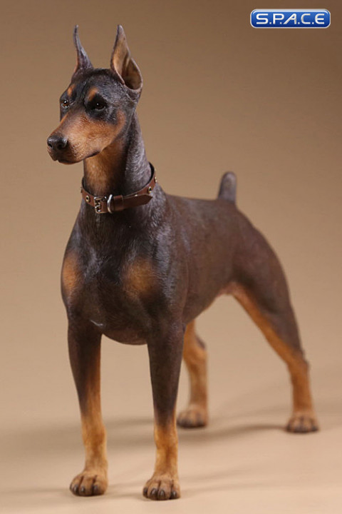 1/6 Scale German Doberman Version A