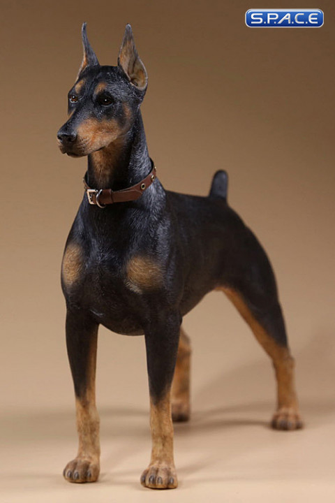 1/6 Scale German Doberman Version C