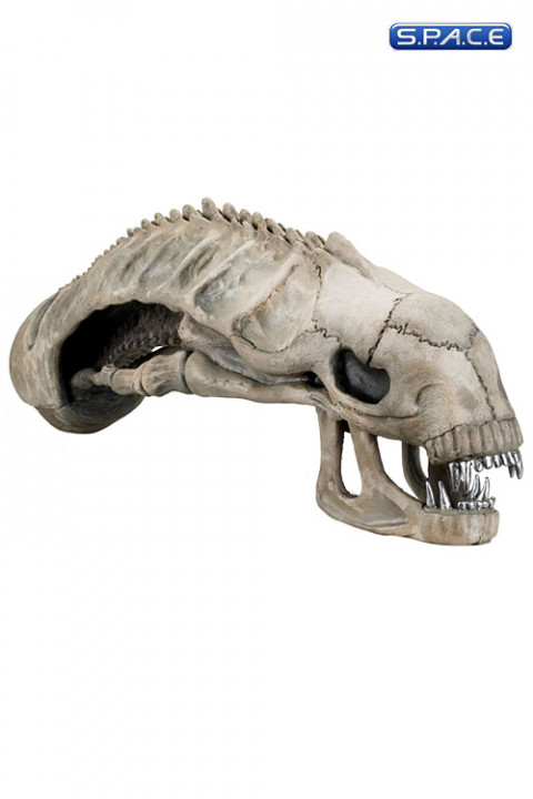 1:1 Alien Skull Life-Size Prop Replica (Aliens)