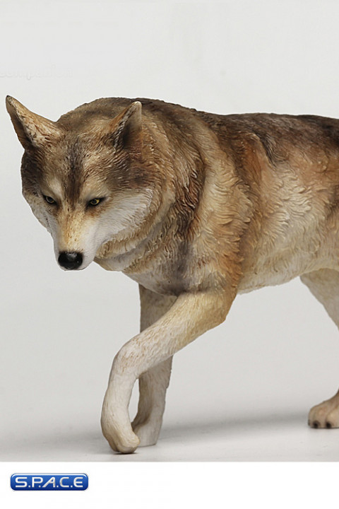 1/6 Scale tan Companion Wolf