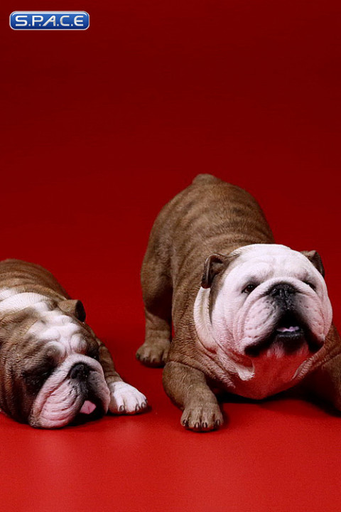 1/6 Scale red striped Bulldogs