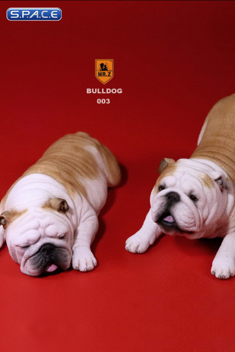 1/6 Scale yellow and white Bulldogs