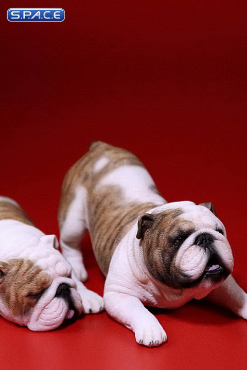 1/6 Scale yellow striped Bulldogs