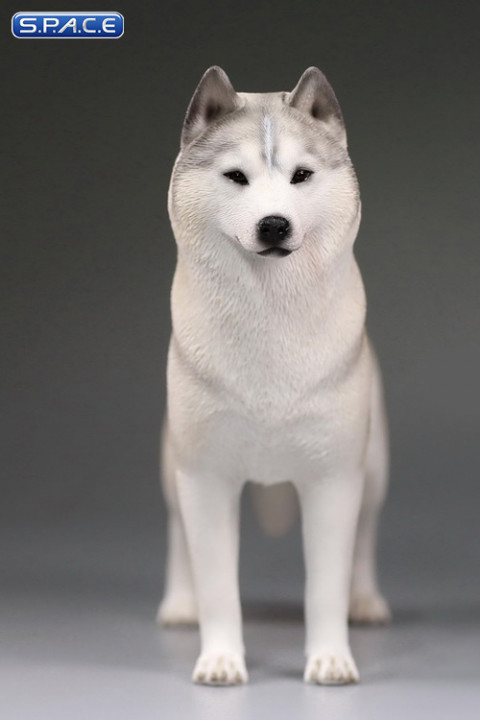 1/6 Scale white Siberian Husky