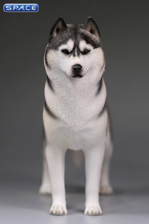 1/6 Scale grey Siberian Husky