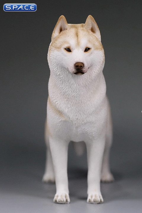 1/6 Scale beige Siberian Husky