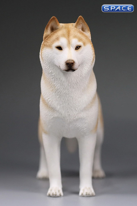 1/6 Scale yellow Siberian Husky