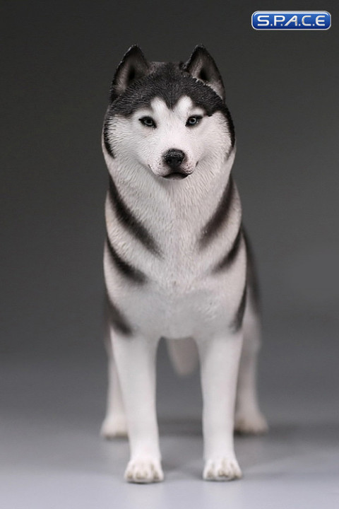 1/6 Scale black Siberian Husky