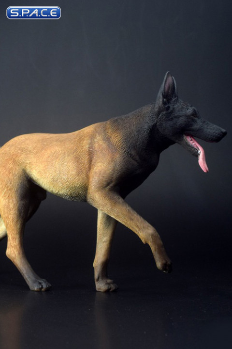 1/6 Scale black Malinois