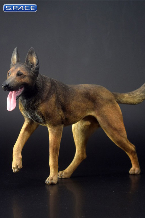 1/6 Scale black/brown Malinois