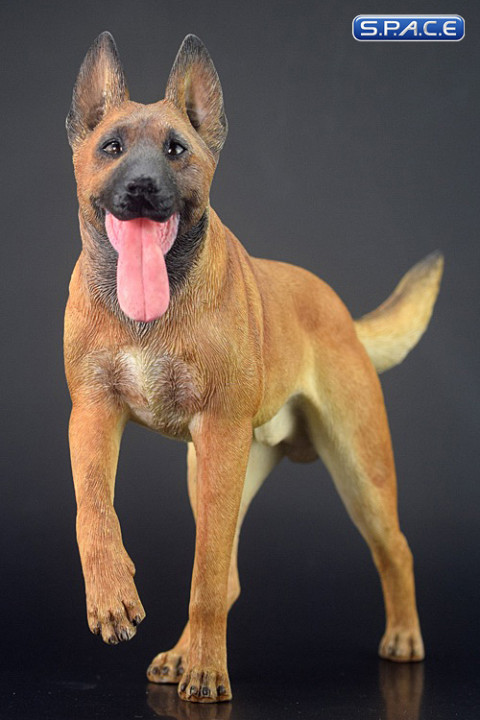 1/6 Scale brown Malinois