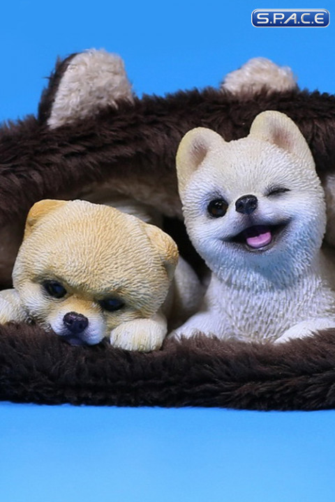 1/6 Scale white Pomeranian Pup