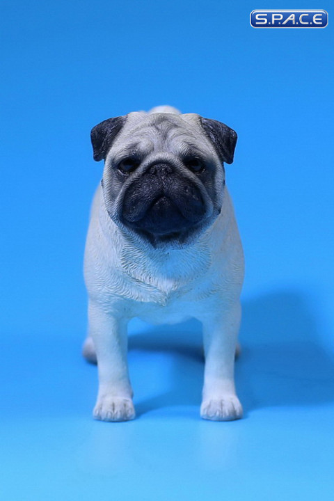 1/6 Scale white Pug