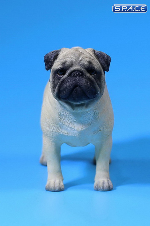 1/6 Scale beige Pug