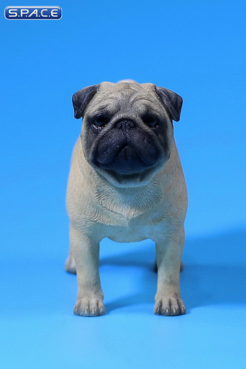 1/6 Scale yellow Pug