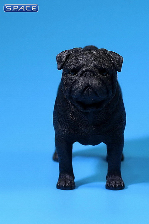 1/6 Scale black Pug