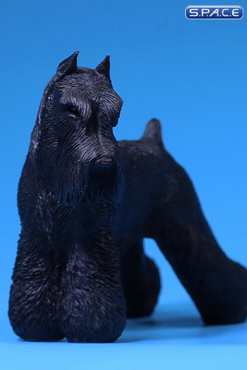 1/6 Scale black Schnauzer