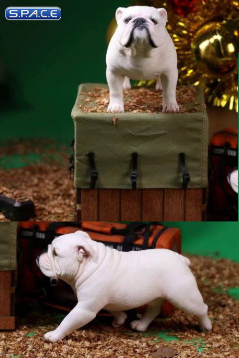 1/6 Scale white British Bulldogs