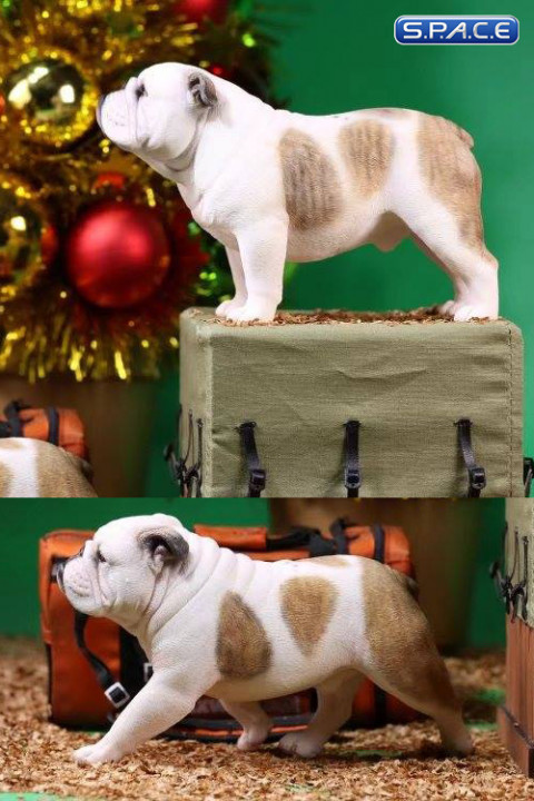 1/6 Scale tan/white British Bulldogs