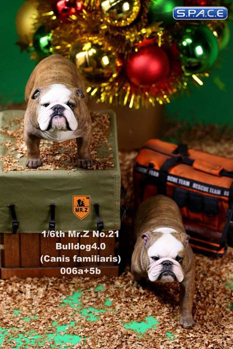 1/6 Scale tan Clown Face British Bulldogs