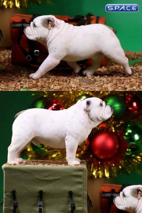 1/6 Scale spotted Coat British Bulldogs