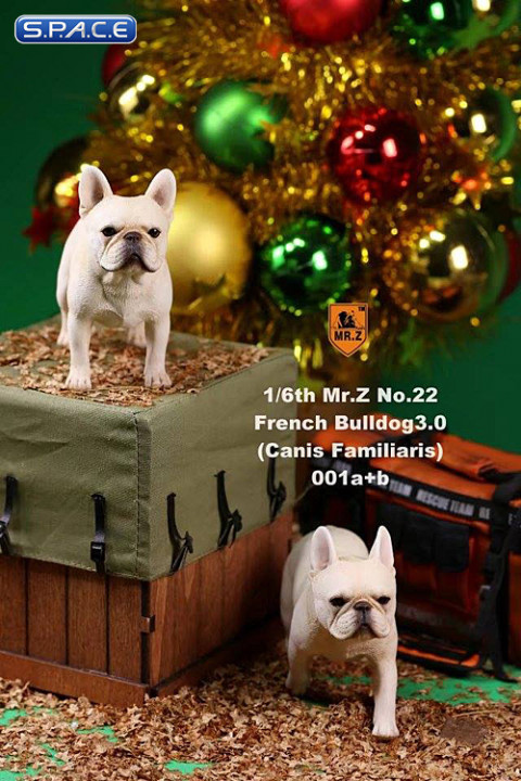 1/6 Scale cream French Bulldogs 3.0