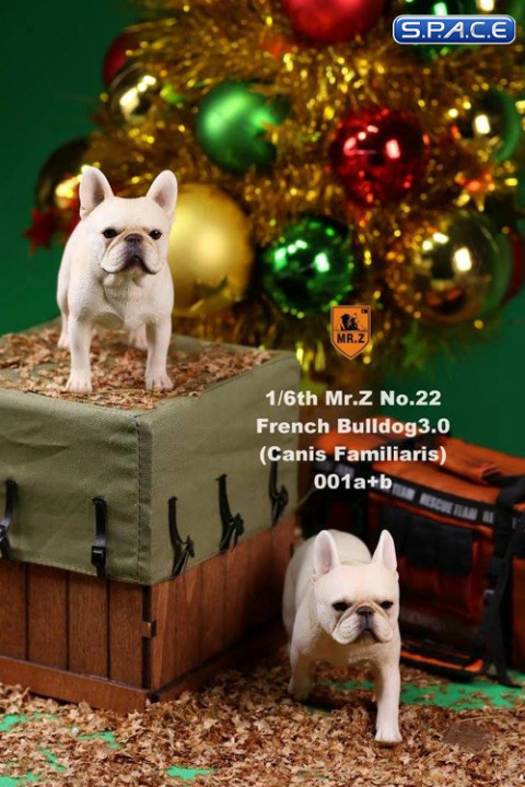 1/6 Scale beige French Bulldogs 3.0