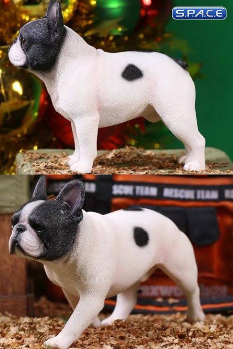 1/6 Scale black/white French Bulldogs 3.0