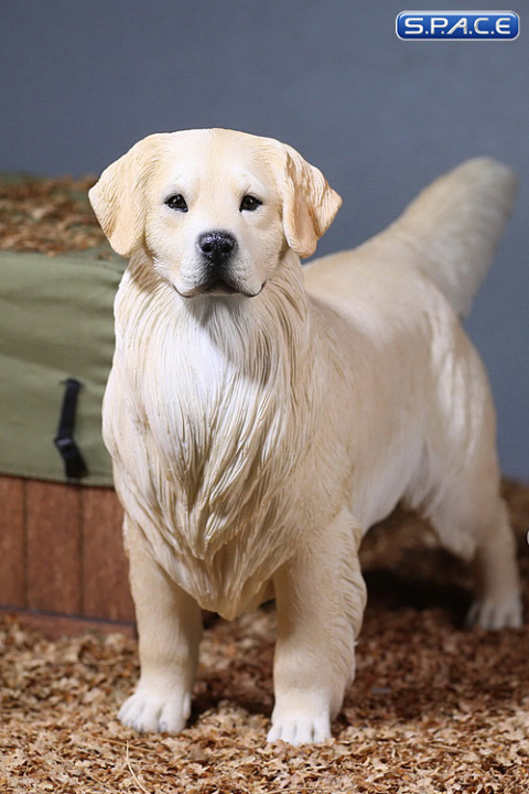 1/6 Scale Golden Retriever creme