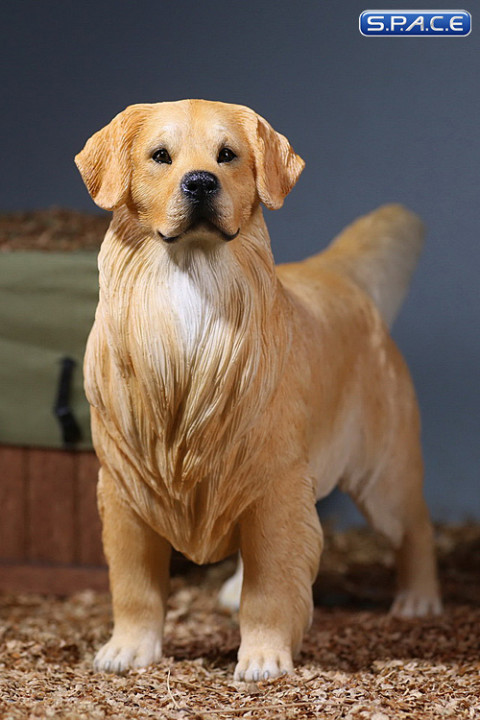 1/6 Scale Golden Retriever golden