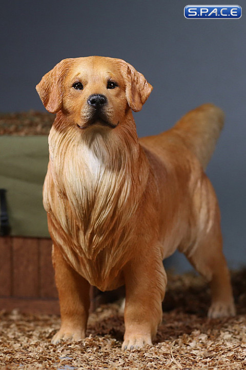 1/6 Scale Golden Retriever dark golden