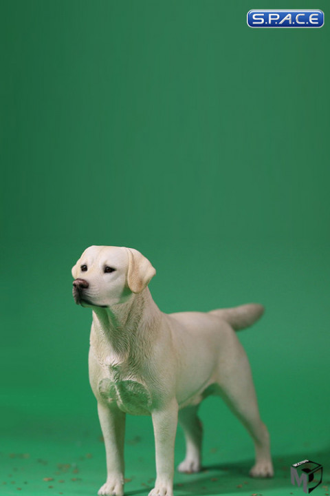 1/6 Scale Labrador Retriever creme