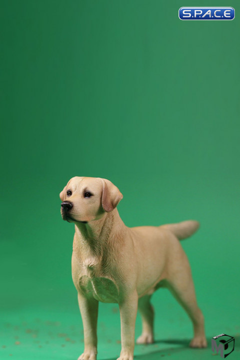 1/6 Scale Labrador Retriever yellow