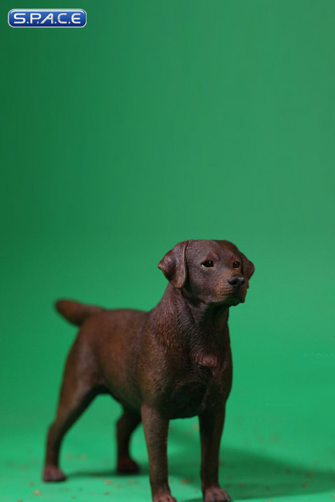 1/6 Scale Labrador Retriever chocolate