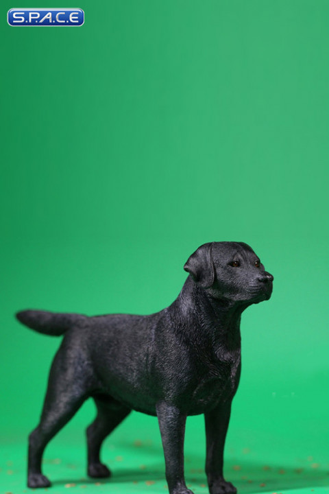 1/6 Scale Labrador Retriever black