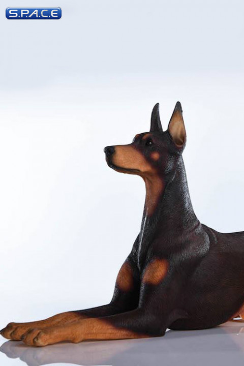 1/6 Scale lying brown Doberman