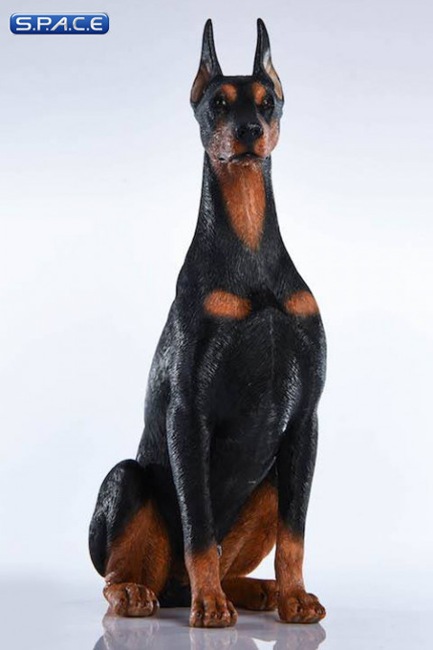 1/6 Scale sitting brown Doberman