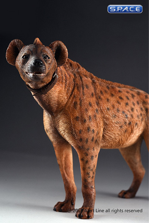 1/6 Scale dark spotted Hyena