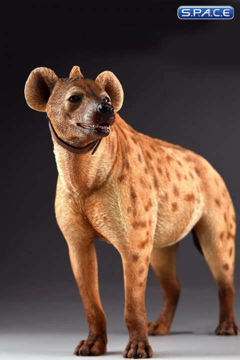 1/6 Scale light spotted Hyena