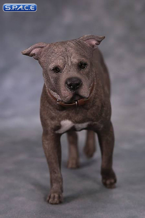 1/6 Scale walking brindle American Staffordshire Terrier